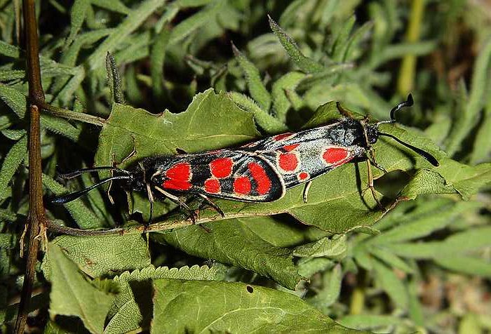 zygaena-carniolica