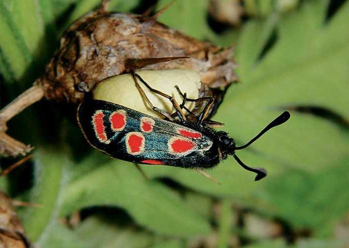 zygaena-carniolica