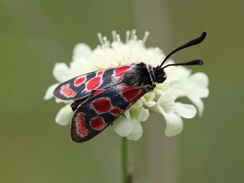 zygaena-carniolica