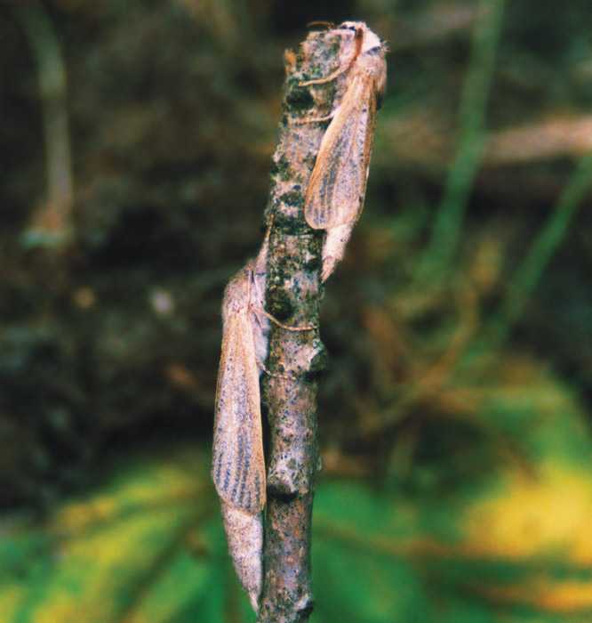phragmataecia-castaneae