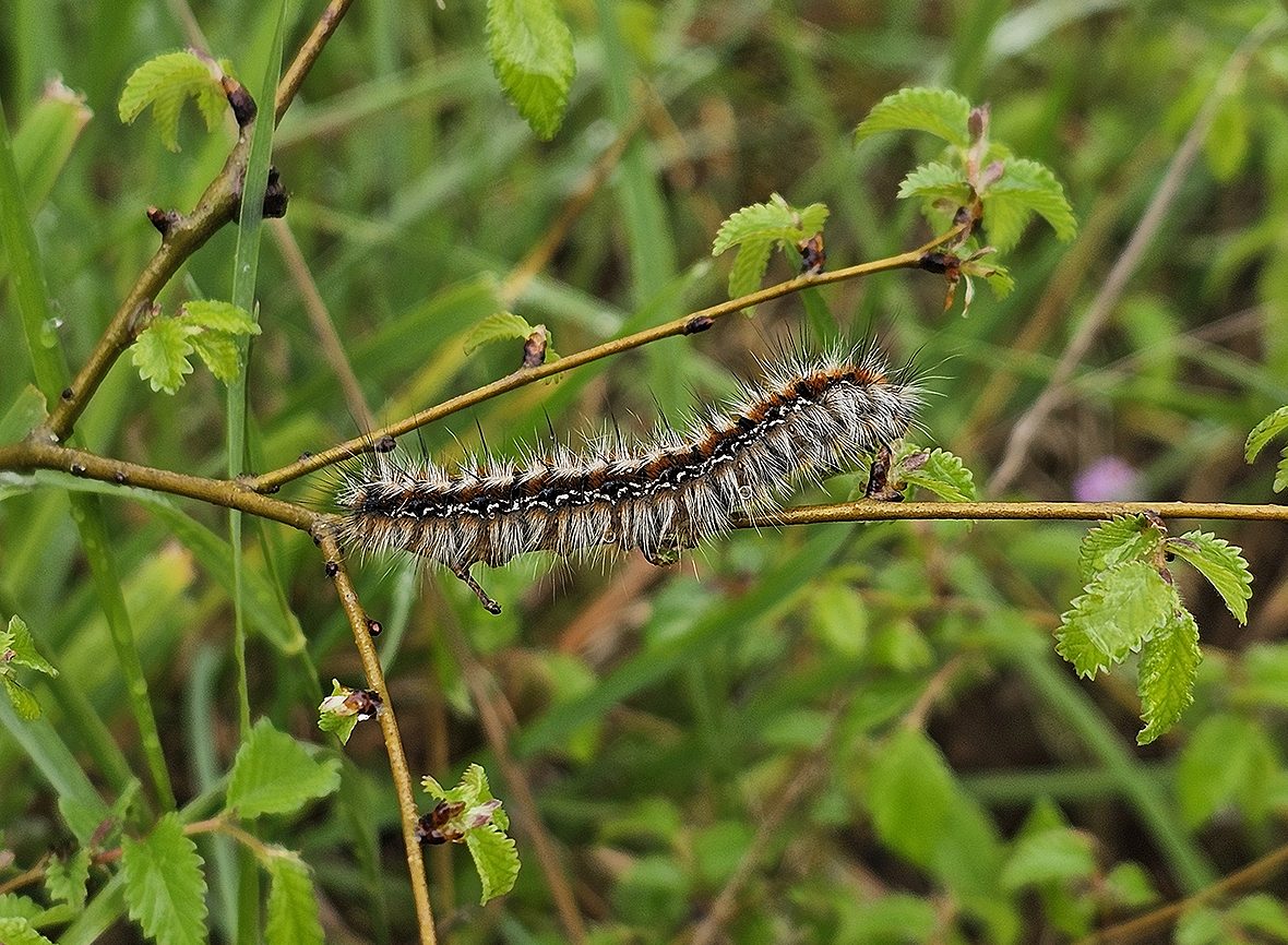 eriogaster-catax