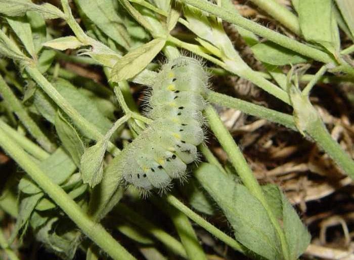 zygaena-carniolica