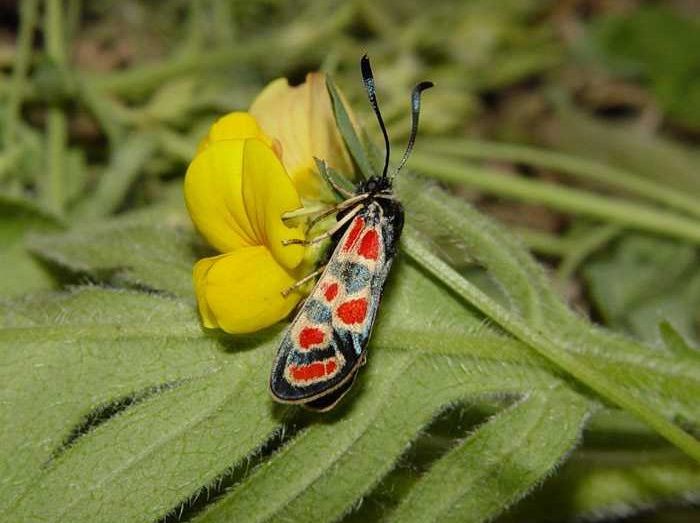 zygaena-carniolica