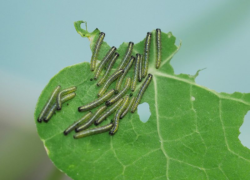 pieris-cheiranthi