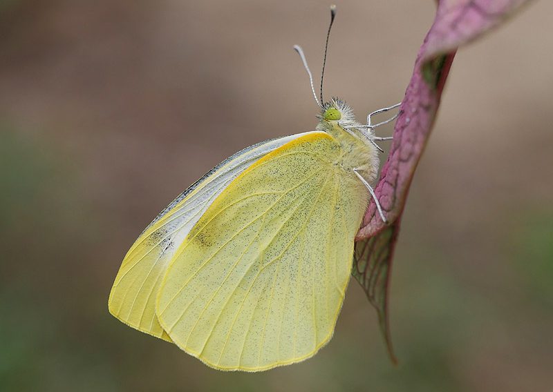 pieris-cheiranthi