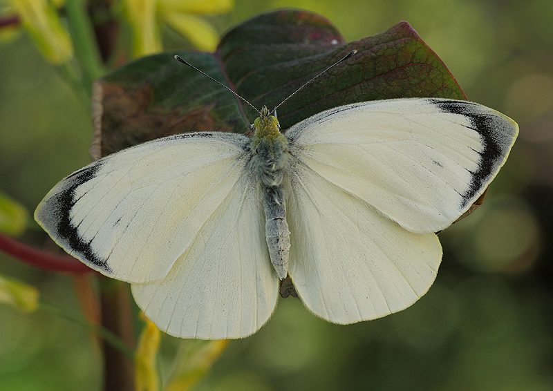 pieris-cheiranthi