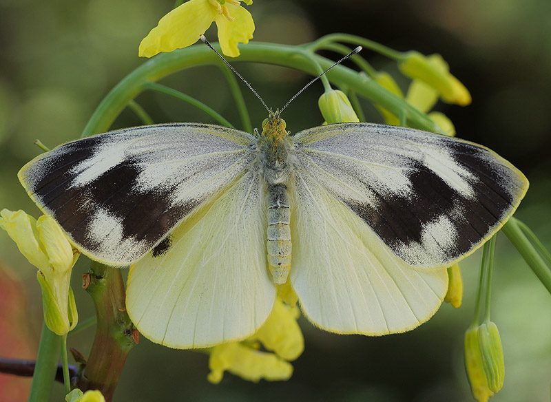 pieris-cheiranthi