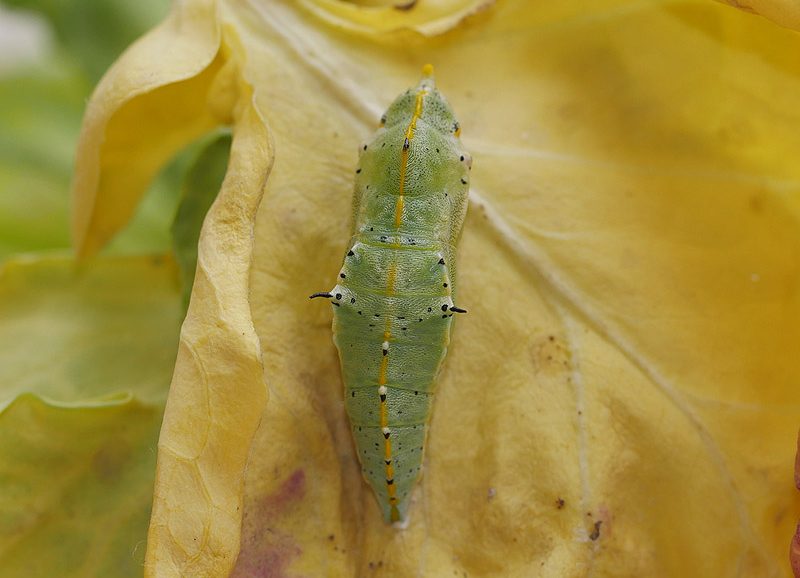 pieris-cheiranthi