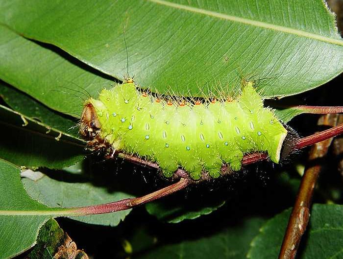 actias-sinensis