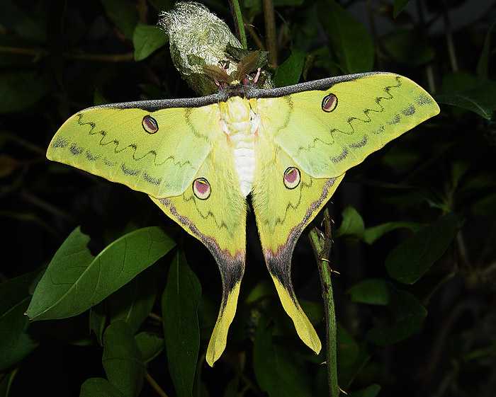 actias-sinensis