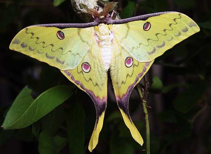 actias-sinensis