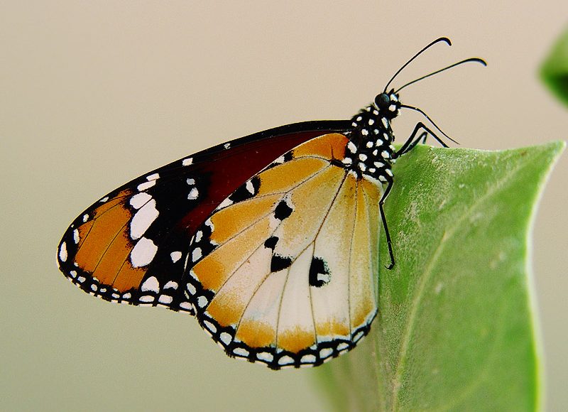 danaus-chrysippus