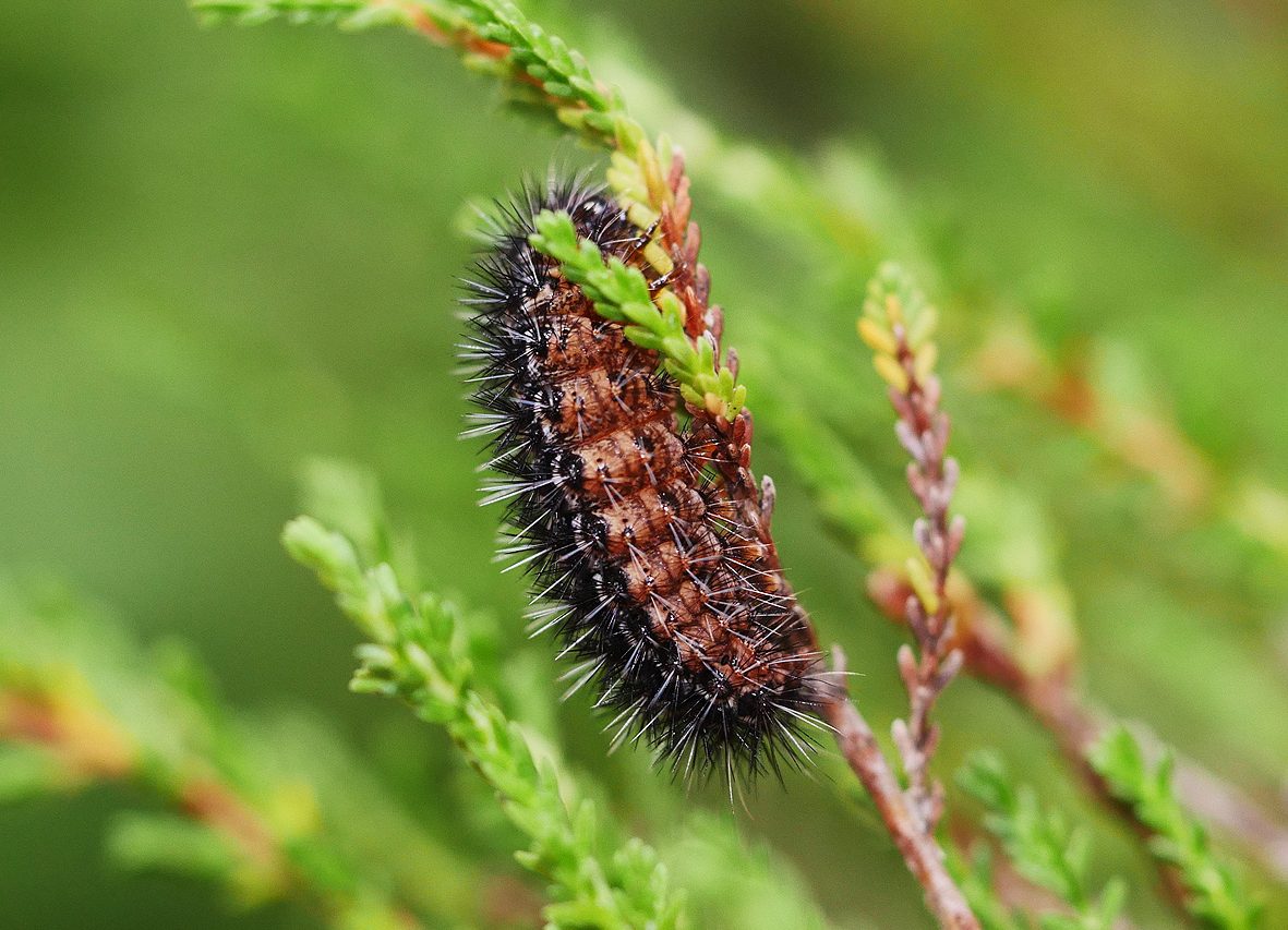 coscinia-chrysocephala