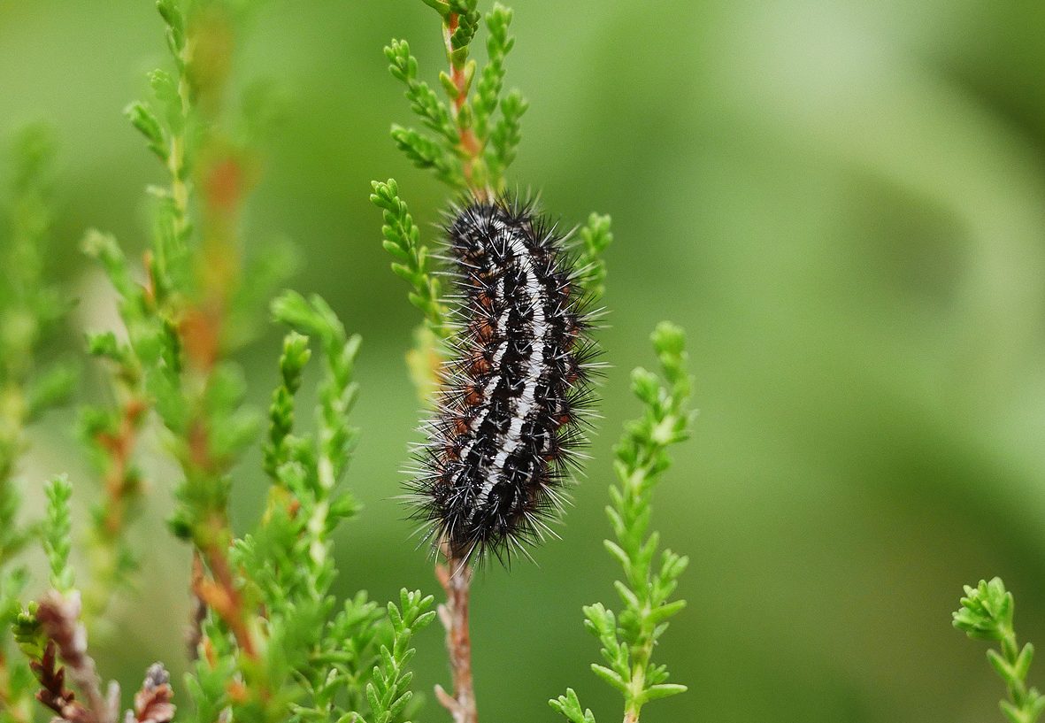 coscinia-chrysocephala