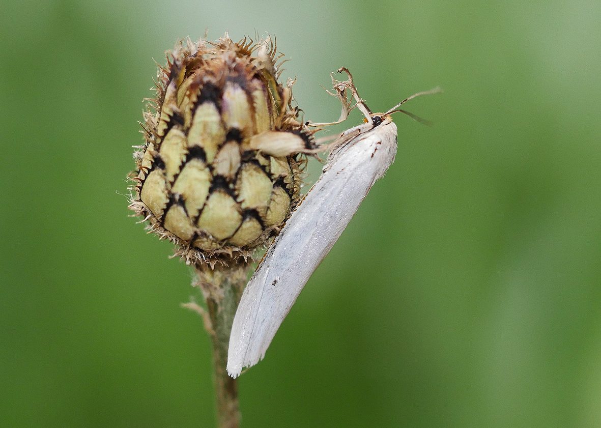 coscinia-chrysocephala