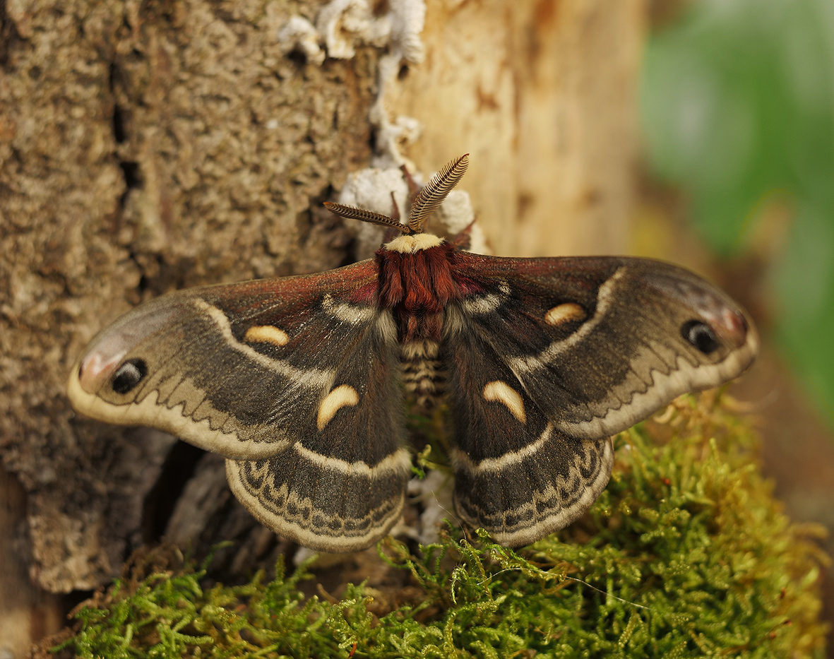 hyalophora-columbia