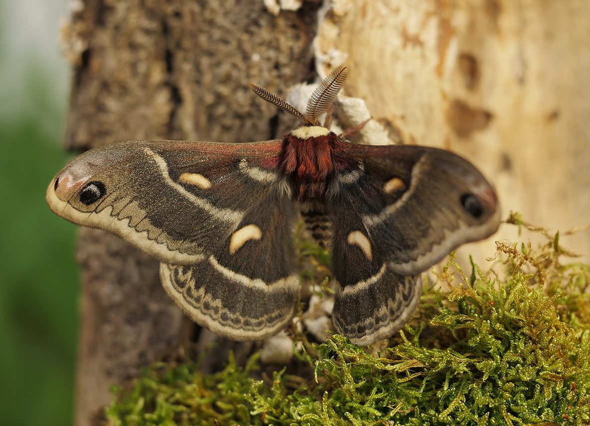 hyalophora-columbia