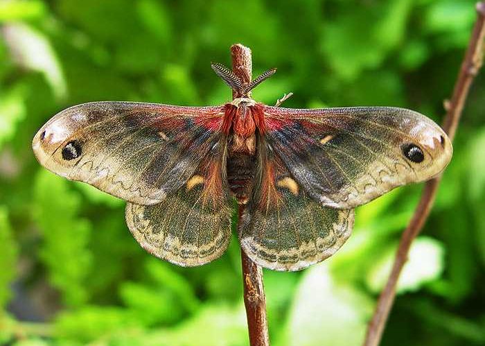 hyalophora-columbia