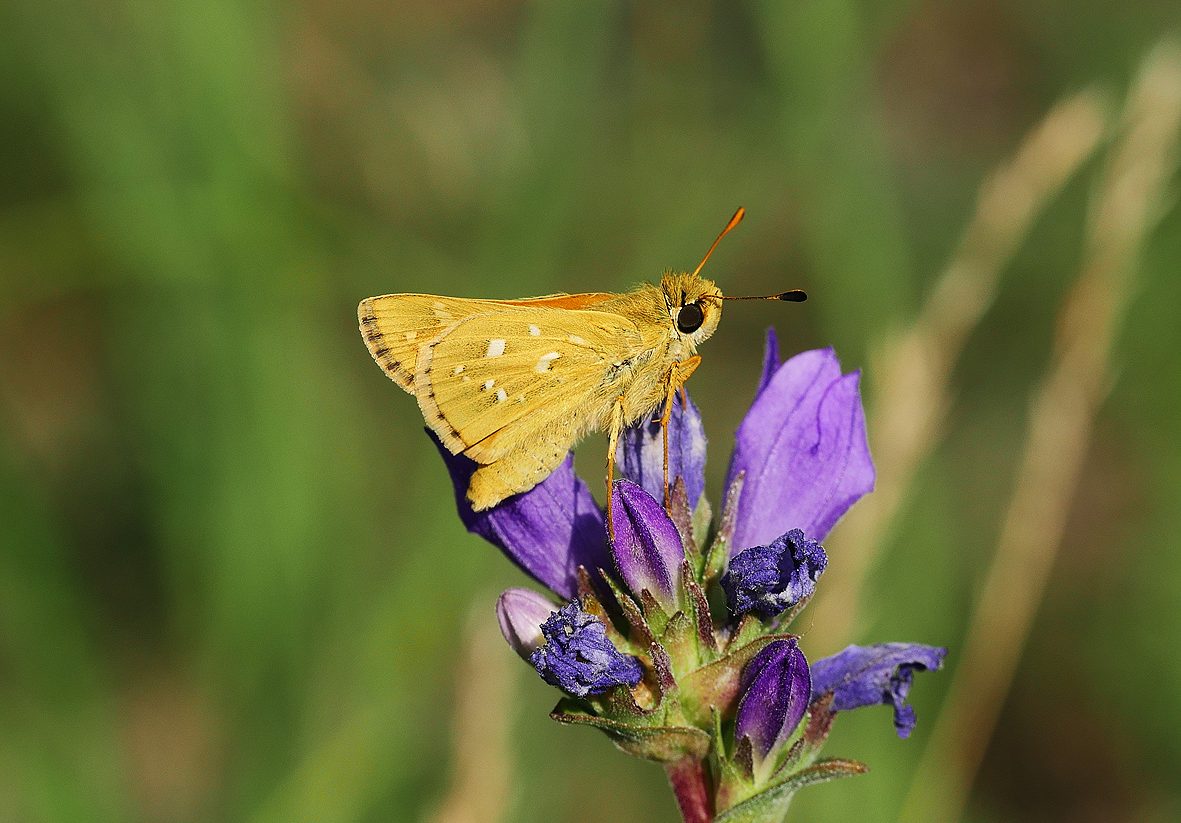 hesperia-comma