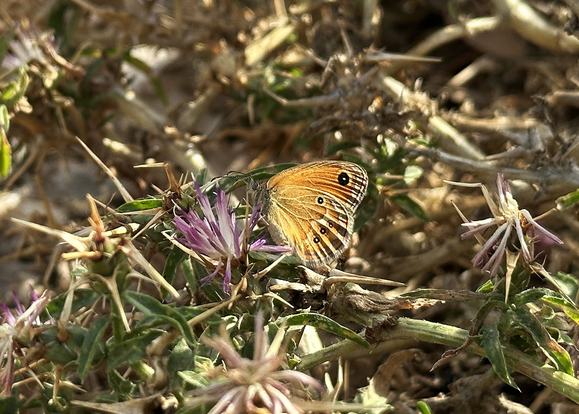 coenonympha-corinna