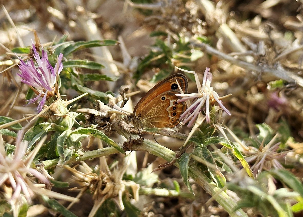 coenonympha-corinna