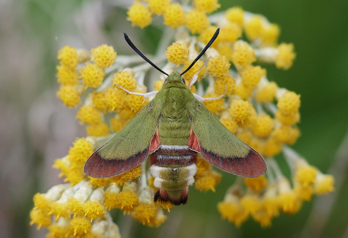 hemaris-croatica