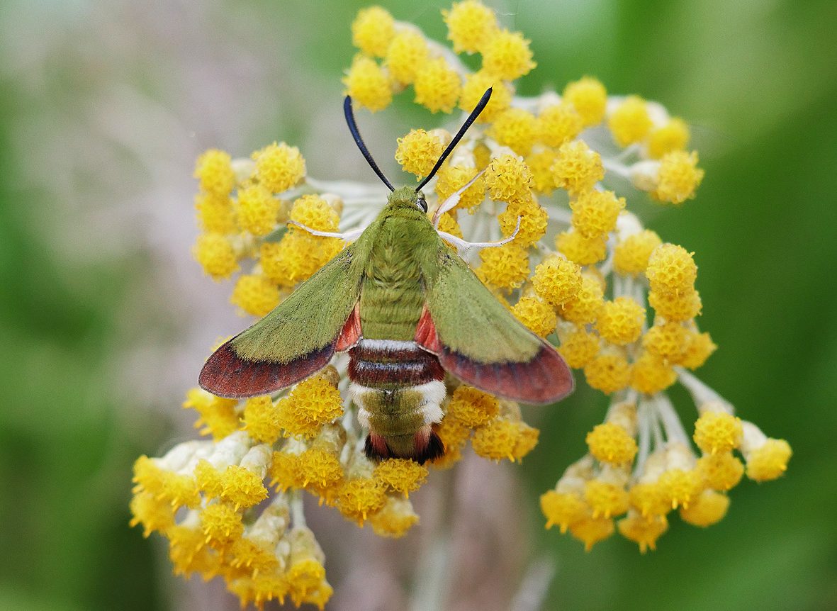 hemaris-croatica