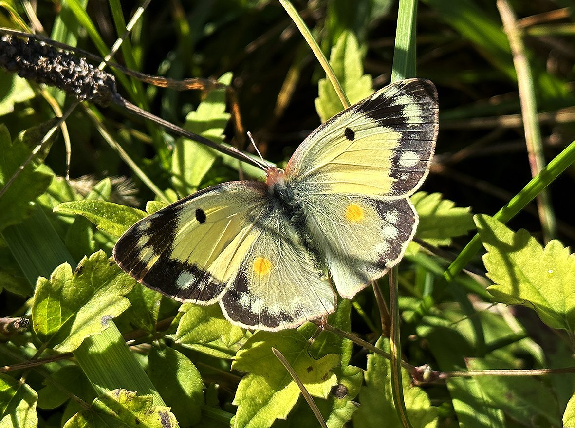 colias-crocea