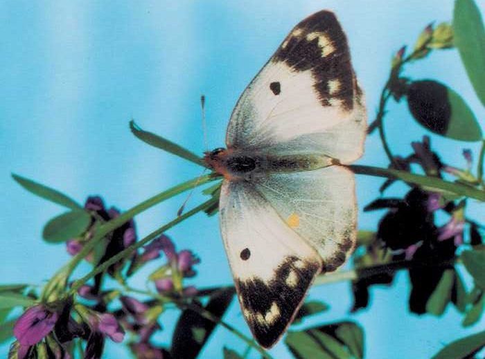 colias-crocea