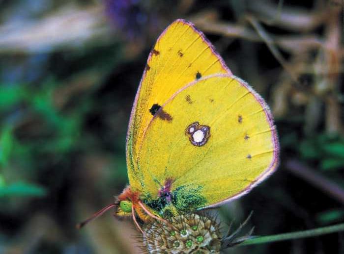 colias-crocea