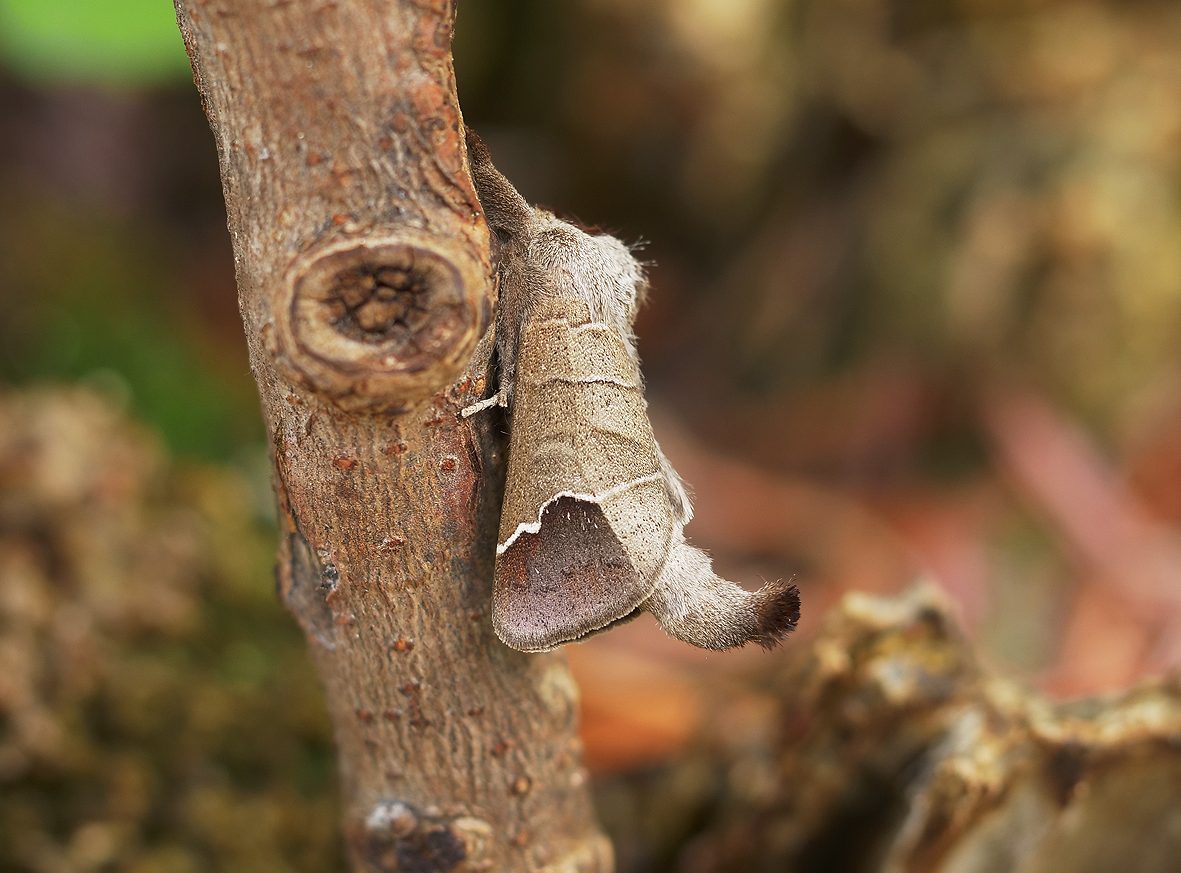 clostera-curtula