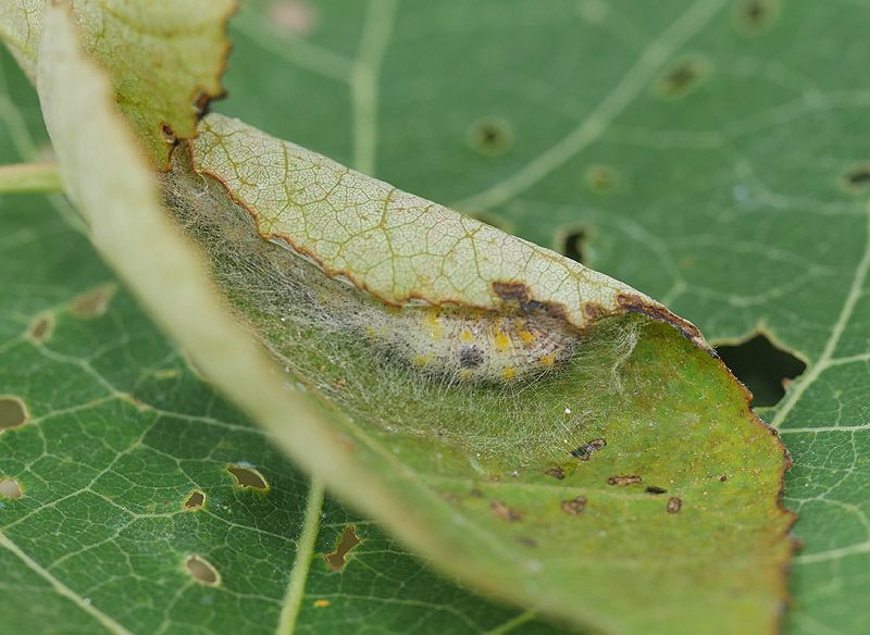 clostera-curtula