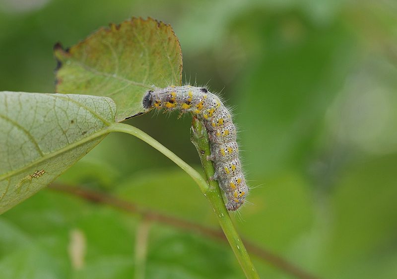 clostera-curtula