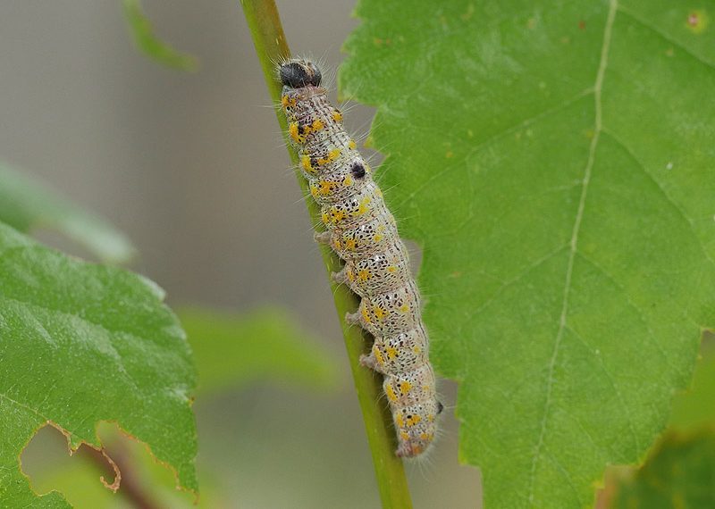 clostera-curtula