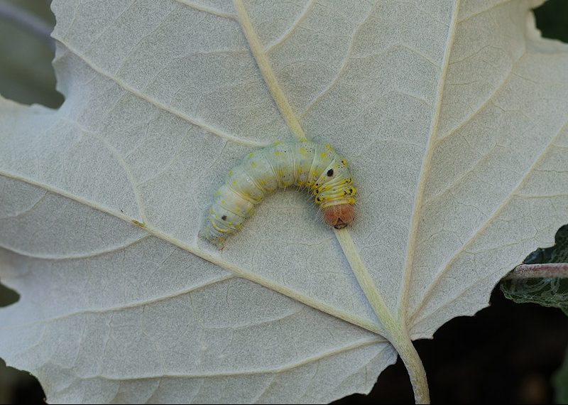 clostera-curtula