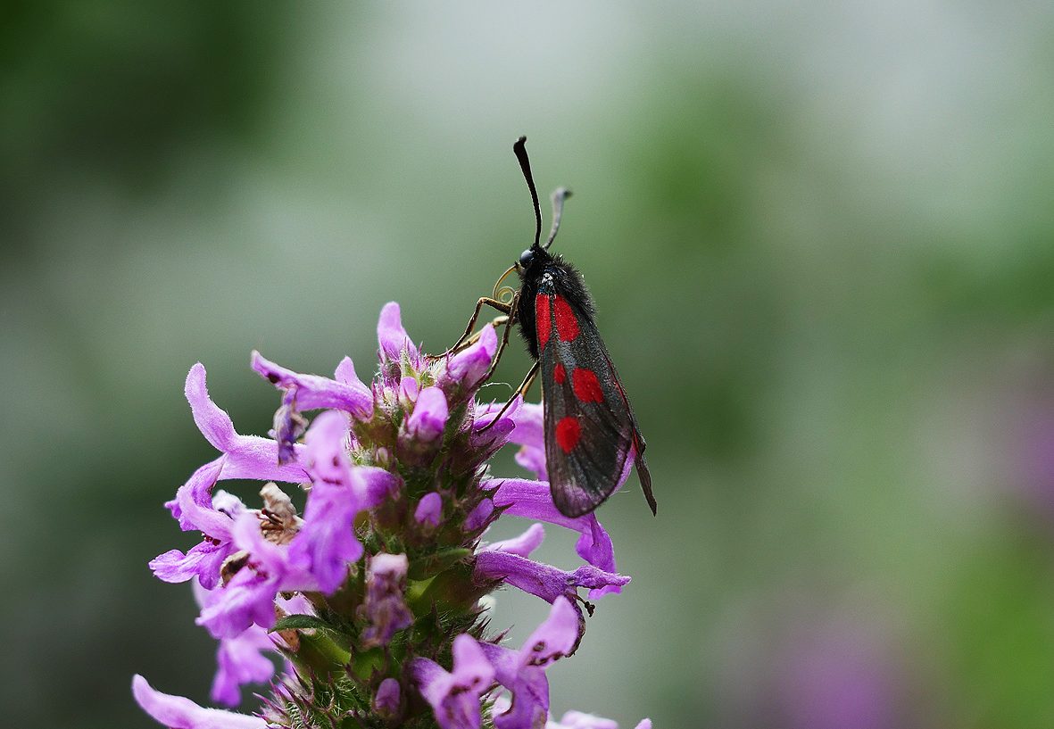 zygaena-cynarae