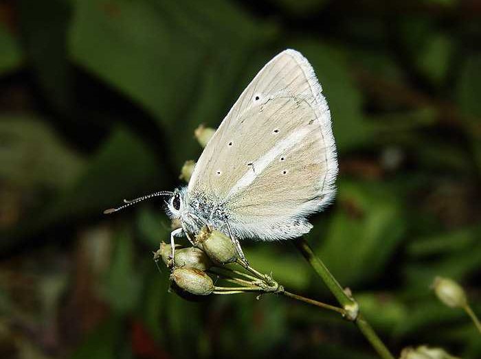 polyommatus-damon