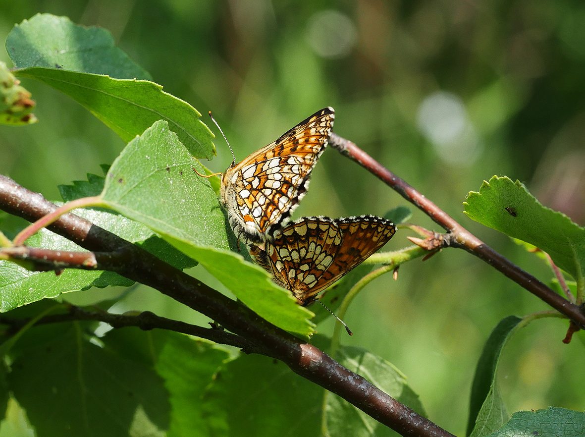 melitaea-diamina