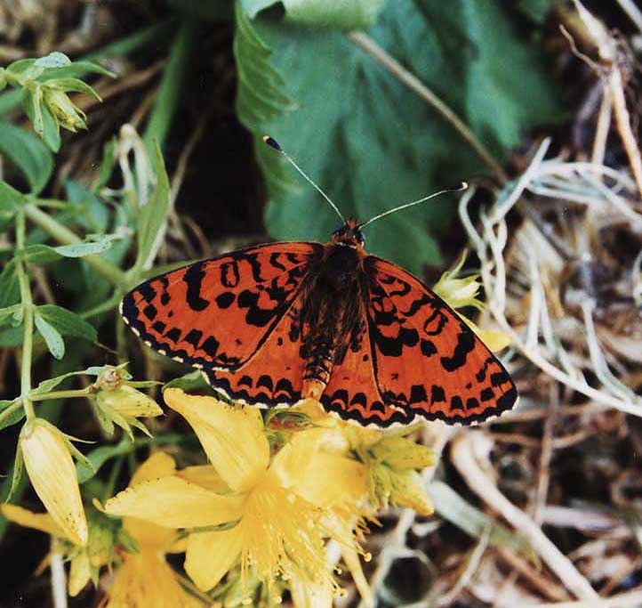 melitaea-didyma