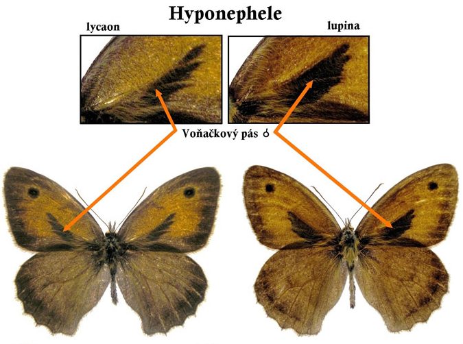 hyponephele-lupina
