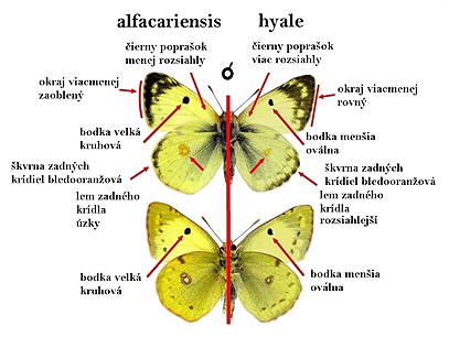 colias-hyale