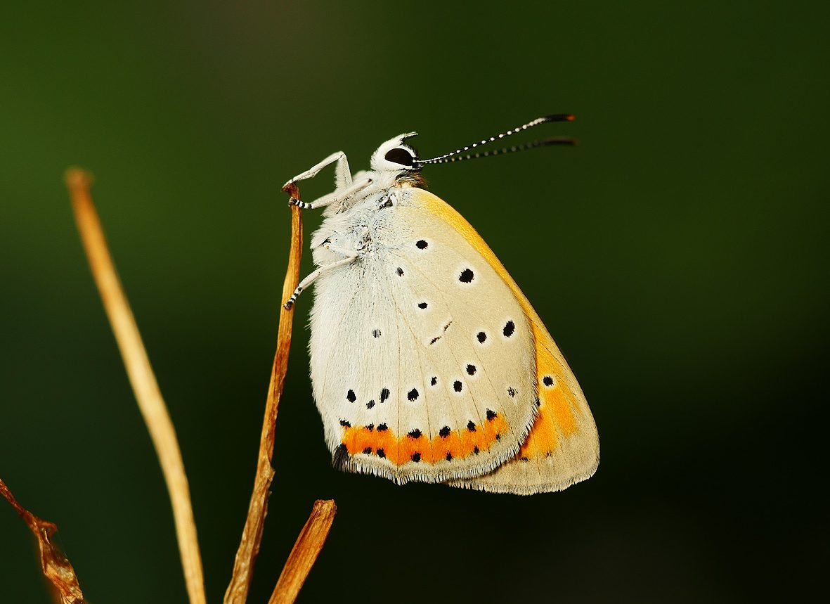 lycaena-dispar