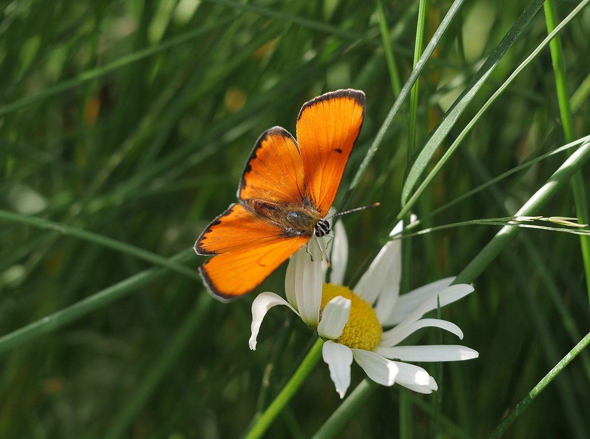 lycaena-dispar