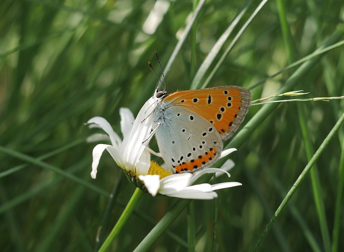 lycaena-dispar