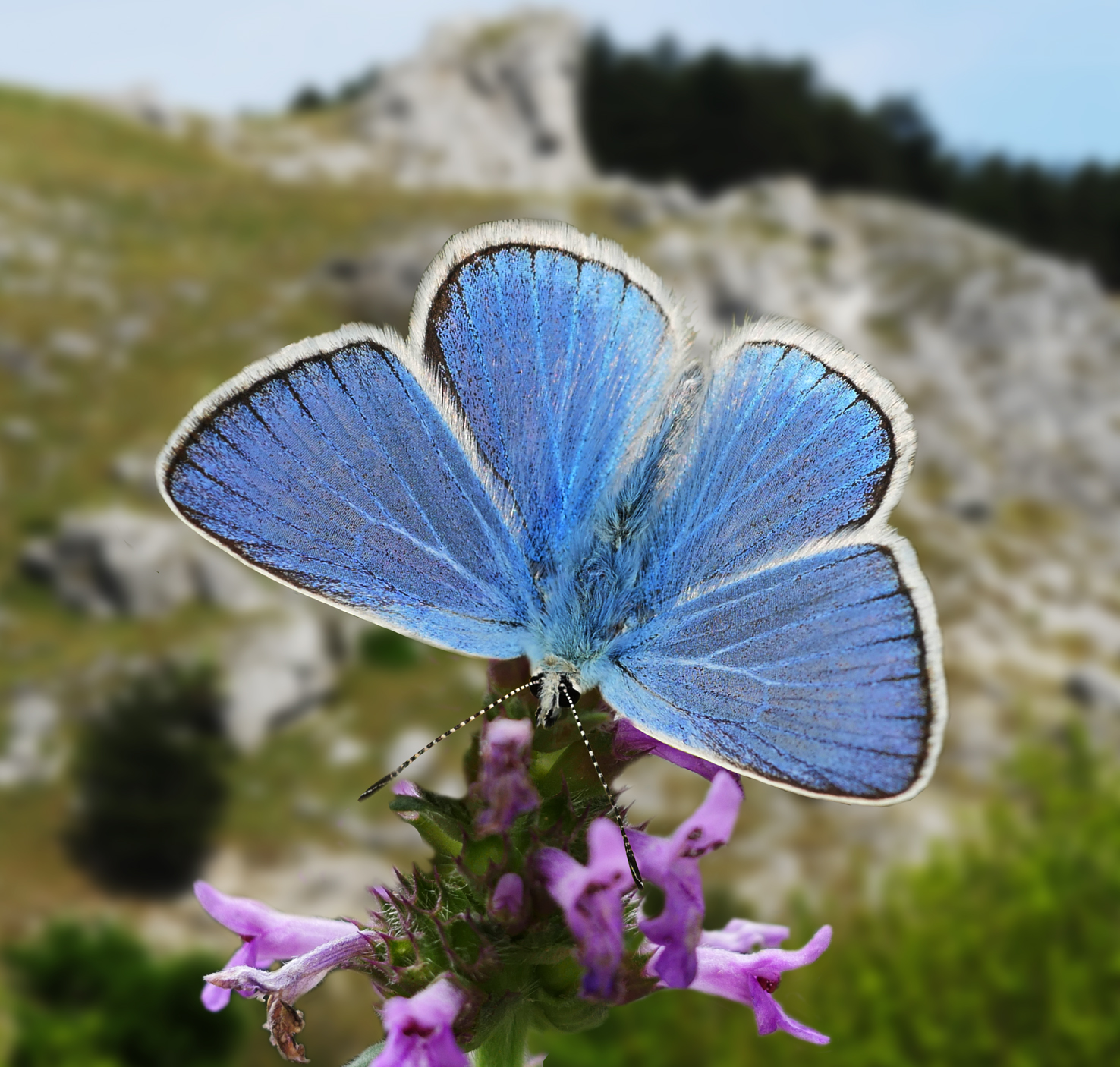 polyommatus-dorylas