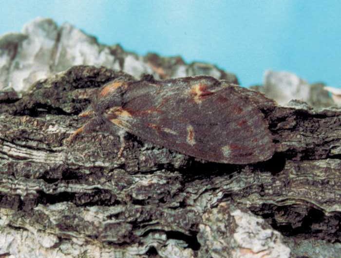 notodonta-dromedarius