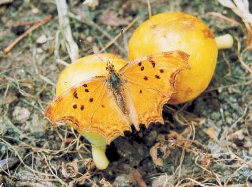 polygonia-egea