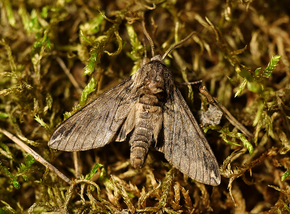 dolbina-elegans