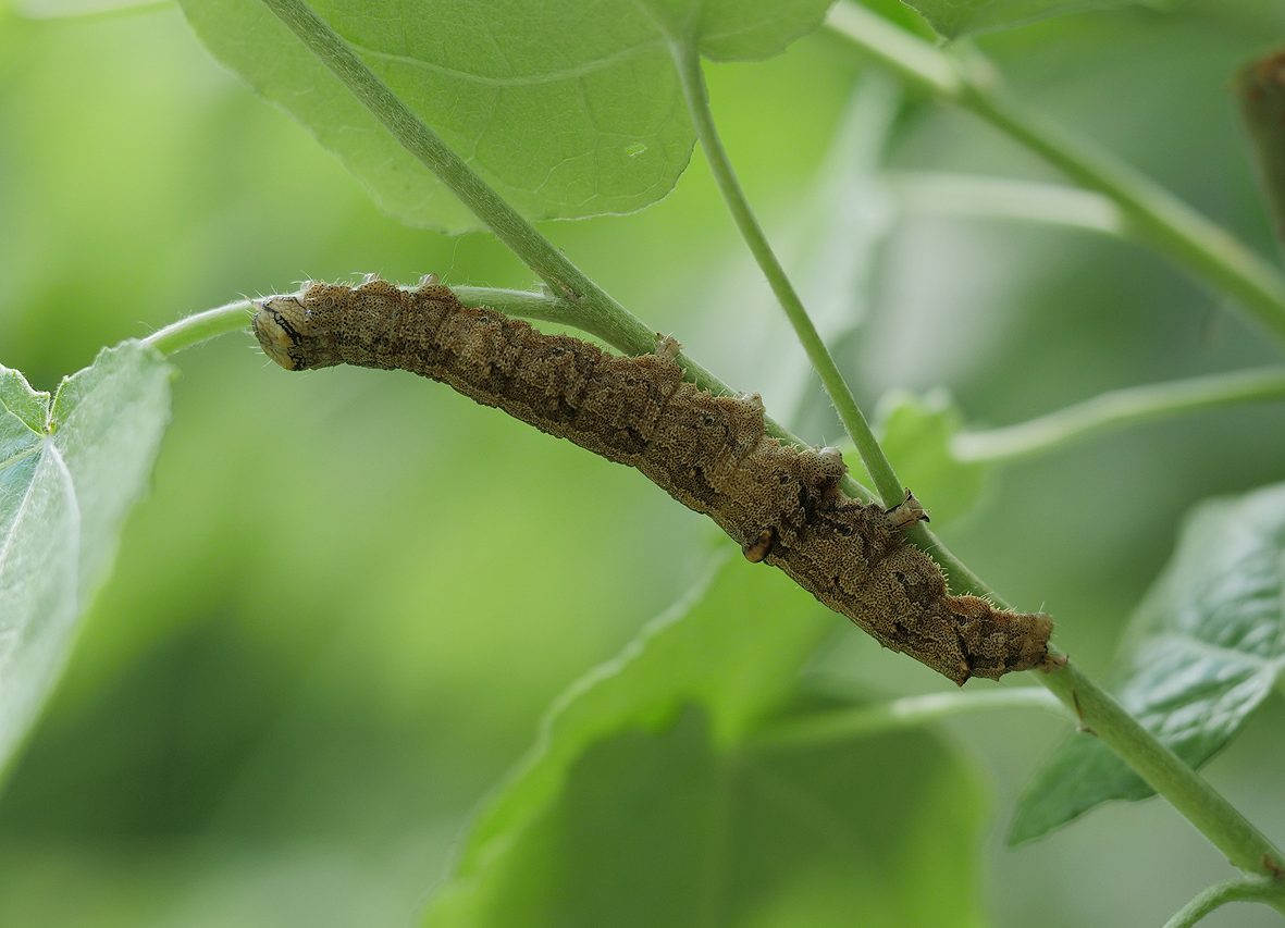 catocala-elocata