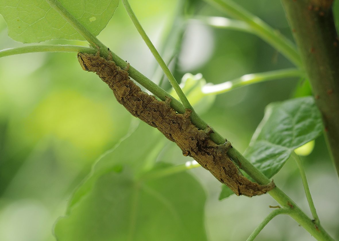 catocala-elocata